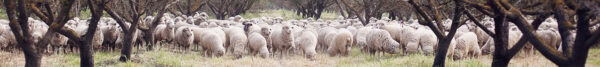 April 19, 2024 - American Sheep Industry Association