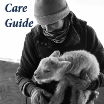 Sheep Care Guide PDF