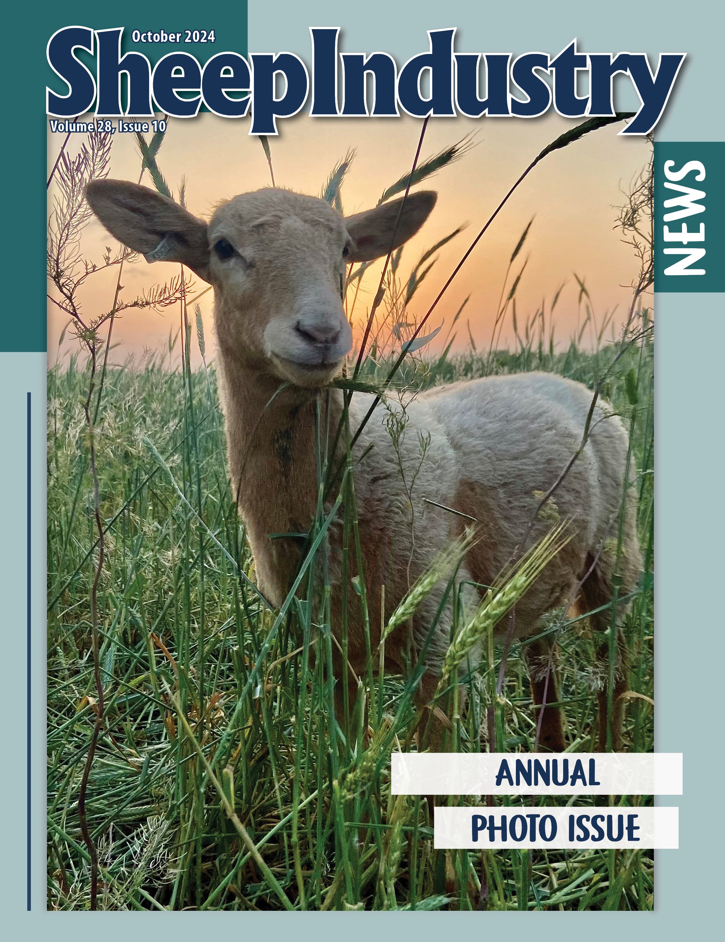 Sheep Industry News October 2024